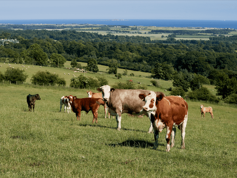 Cows in field